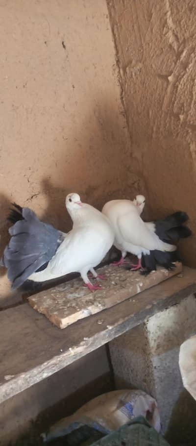 Black Tail breeder pair for sale