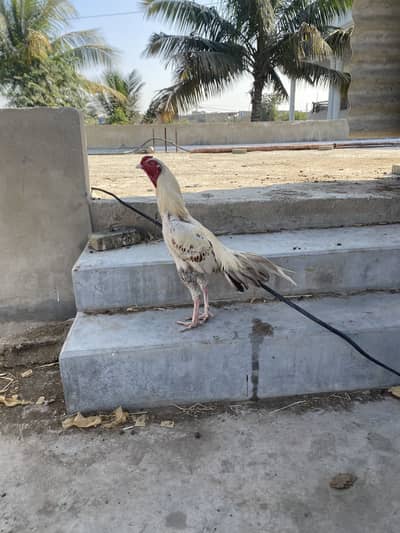 2 murga or 1 galva pair