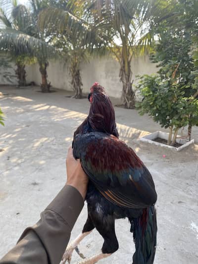 2 murga or 1 galva pair