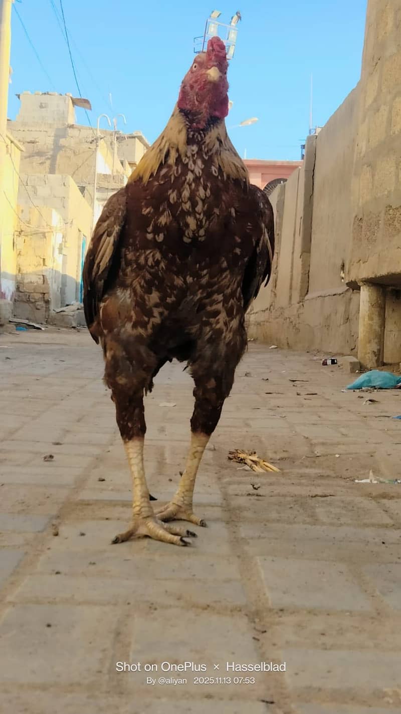 2 murga or 1 galva pair - Hens - 1110526871