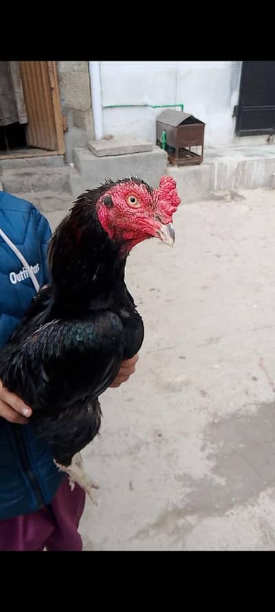 high quality breeder muskha lahka aik anhk se kana