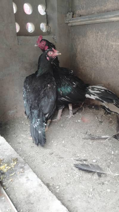 Aseel lasani pair | Breeder pair | Murgha | Aseel for sale