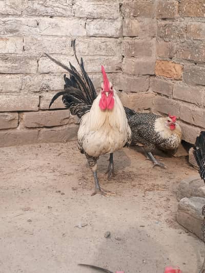 1 murga and 4 murgi (eggs laying) for sale