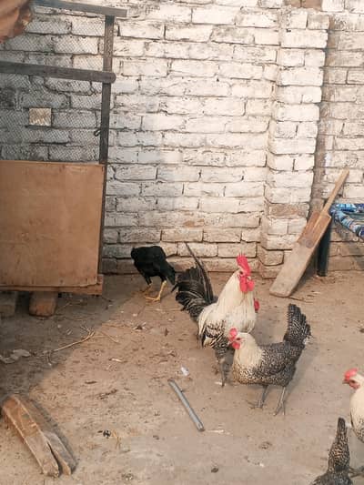 1 murga and 4 murgi (eggs laying)  fayoumi breedfor sale