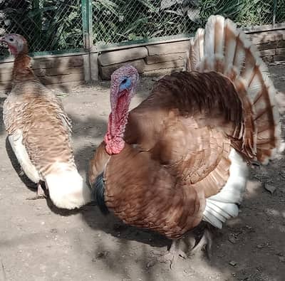 Turkey Pair for Sale in Sahiwal. Rana Shah Nawaz 0322 7070730