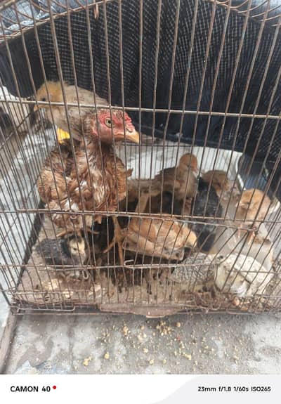 Mianwali aseel hen with chicks for sale