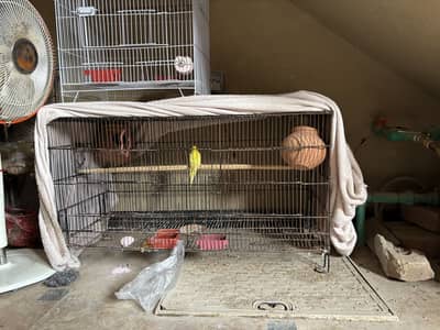 Bird cages for sale one red eyes female