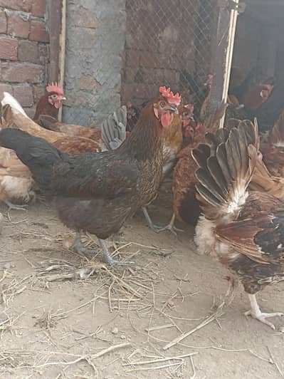Rate final Golden Misri Egg Laying Hens full production healthy Active
