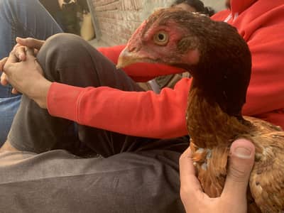 Aseel murgi for sale