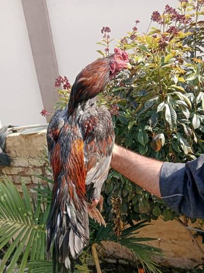 High Quality Murghy Heera | Saleta | Lakha