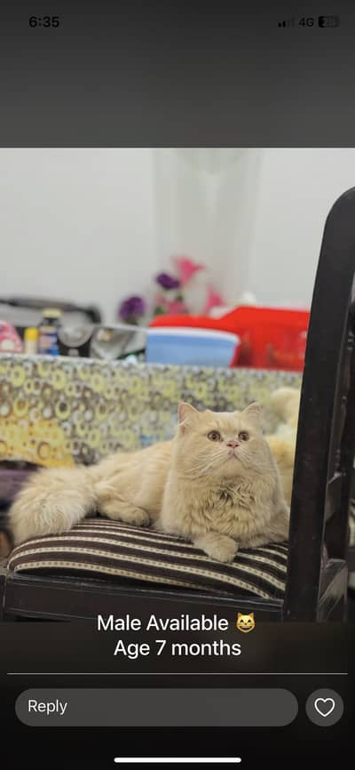 Persian male 7 month