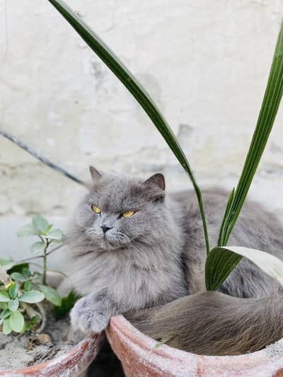 Persian cat