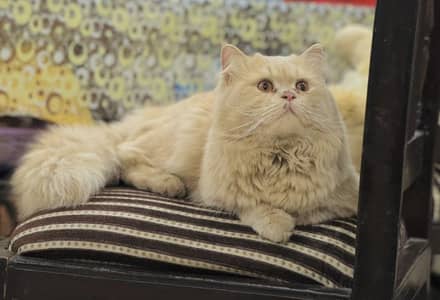 Persian male 7 month