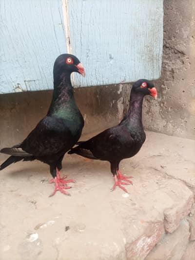 Danish pair for sale