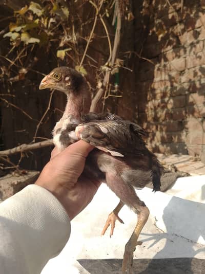 SHAMO / HERA CROSS CHICKS