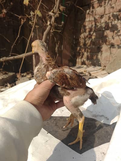 SHAMO / HERA CROSS CHICKS