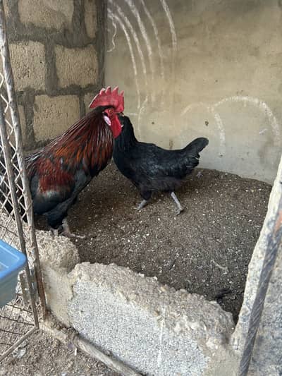 Australorp pair for sale