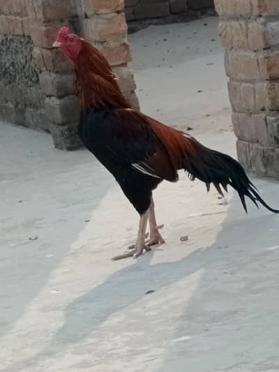 Asell Mianwali Murgha