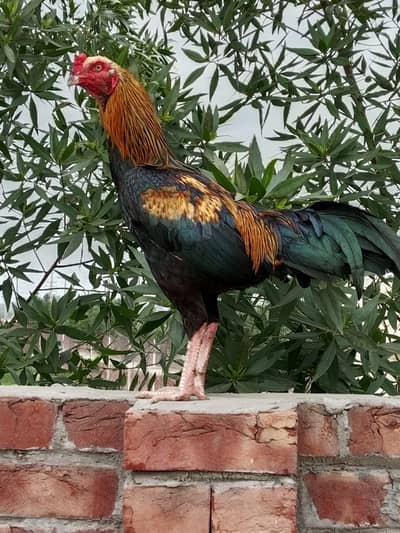 aseel mianwali murgha