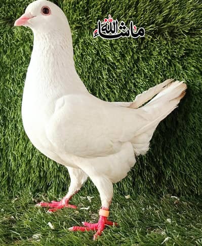 white king Fancy pigeon Breeder Male For Sale
