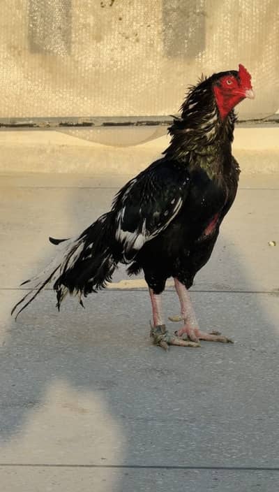 Quality Aseel Lasani Pair Available