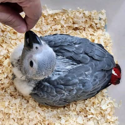 African grey parrot age 3 month for sale 03244473016