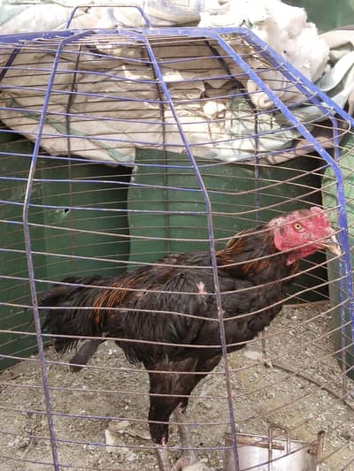 Murga panes pkoya aseel