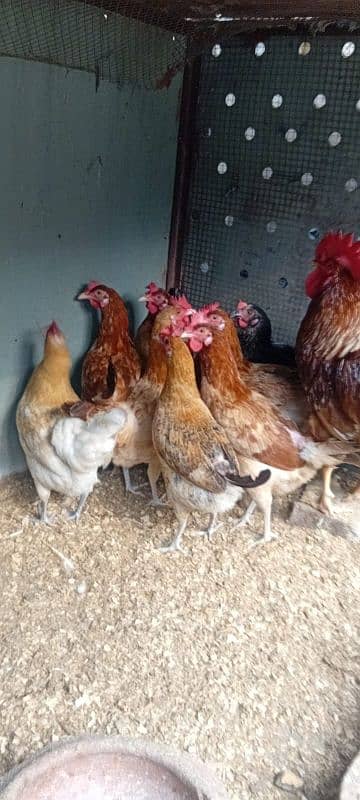 golden misri hen available ha