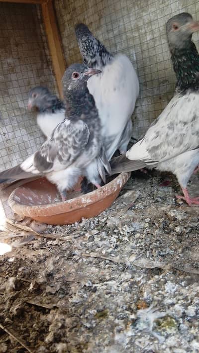 Tasveer waly mian Naseer sb waly patha pathi available hn