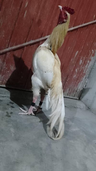 Bengum X he best quality me