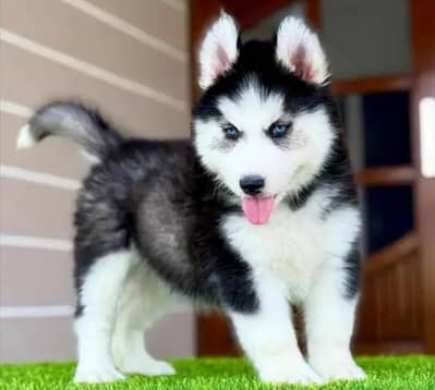 Siberian husky puppy for sale