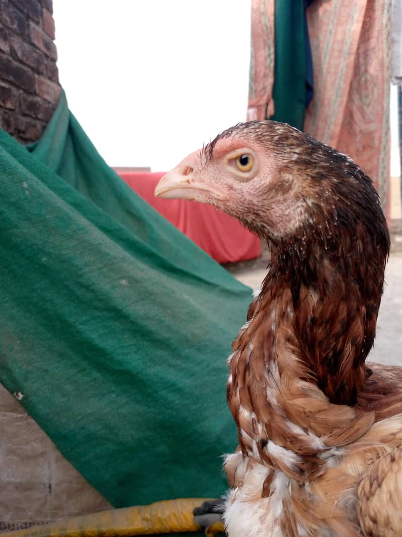 java chicks java murgi  java murga 1