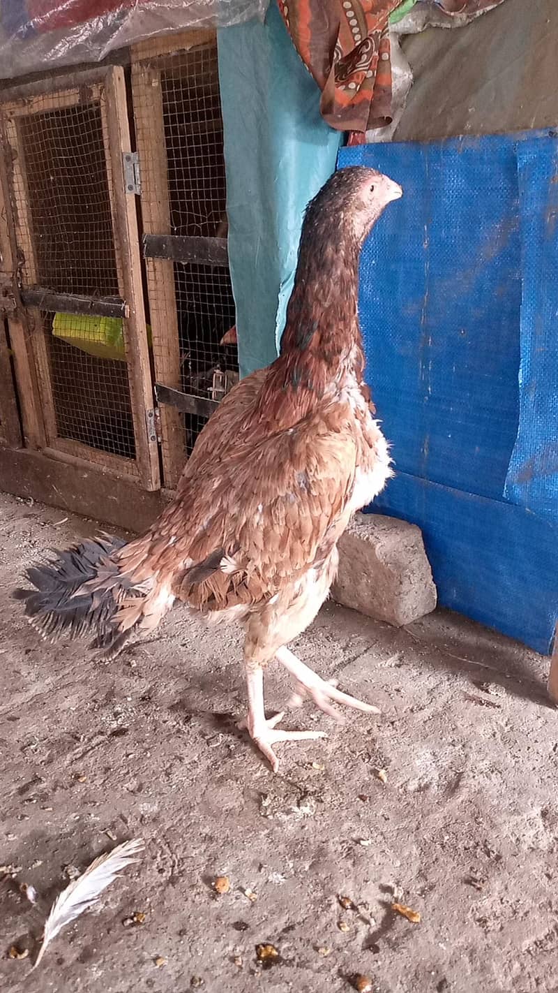 java chicks java murgi  java murga 3