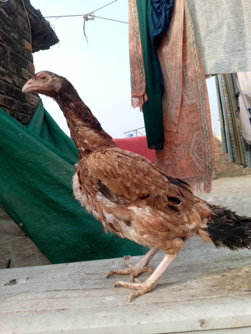 java chicks java murgi  java murga 4