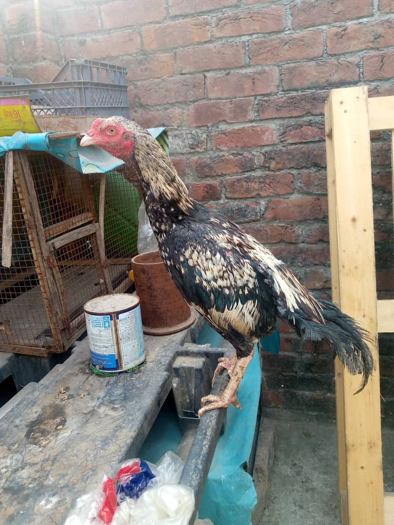 java chicks java murgi  java murga 5