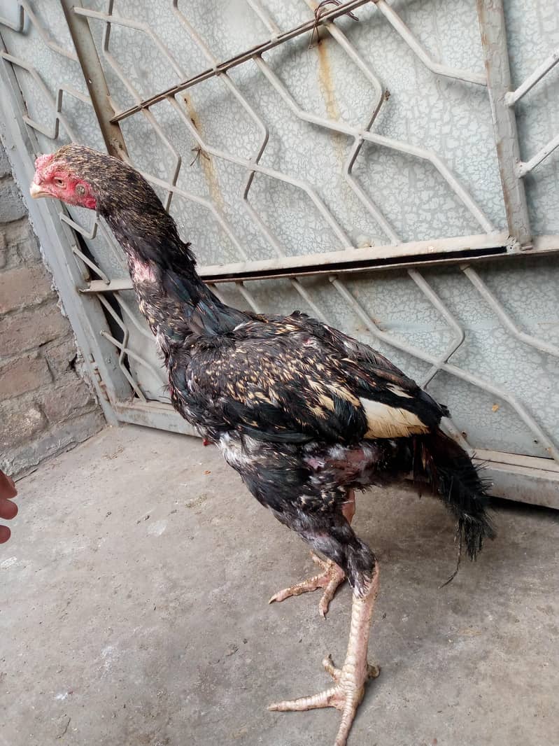 java chicks java murgi  java murga 7