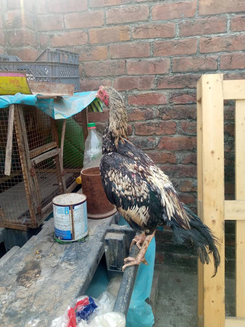 java chicks java murgi  java murga 8