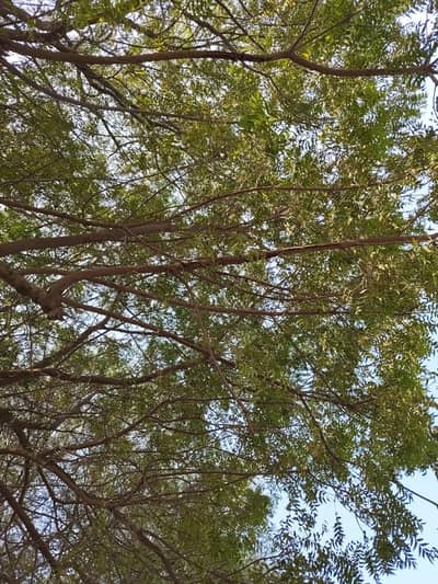 Iphone 16 pro max 100 Battery Health