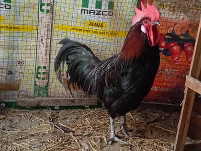 Breader Australorp