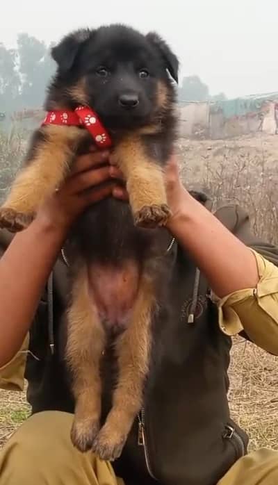 German Shepherd female long coat two month for sael