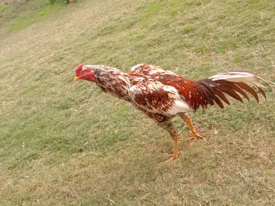 Beautiful Aseel Male Available For Sale