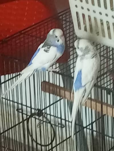 Pair of budgies with babies & cage