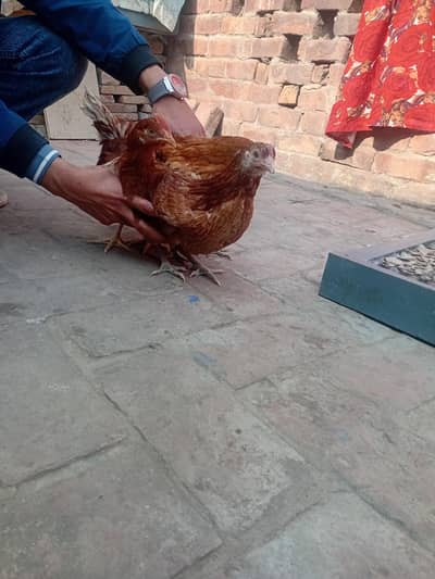 Ghar ki pali hoi hai