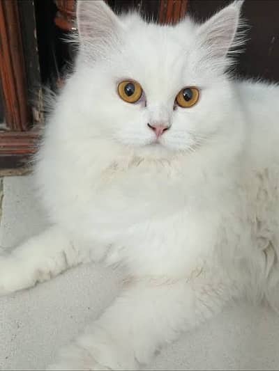 Persian Cat (White)