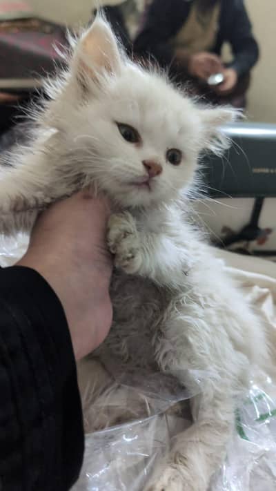 Persian doll kitten' face