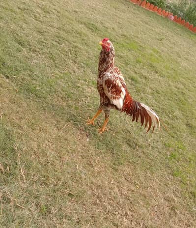 Beautiful Breeder Aseel Male Available For Sale