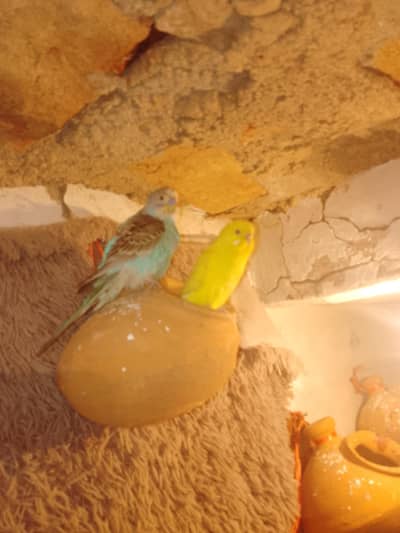 eggs pairs available