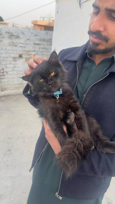 Black color cat golden eyes