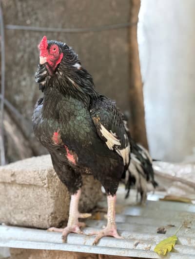 Aseel high quality Lasani murgha