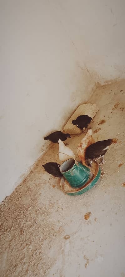 Australop and Brown Lohman chicks